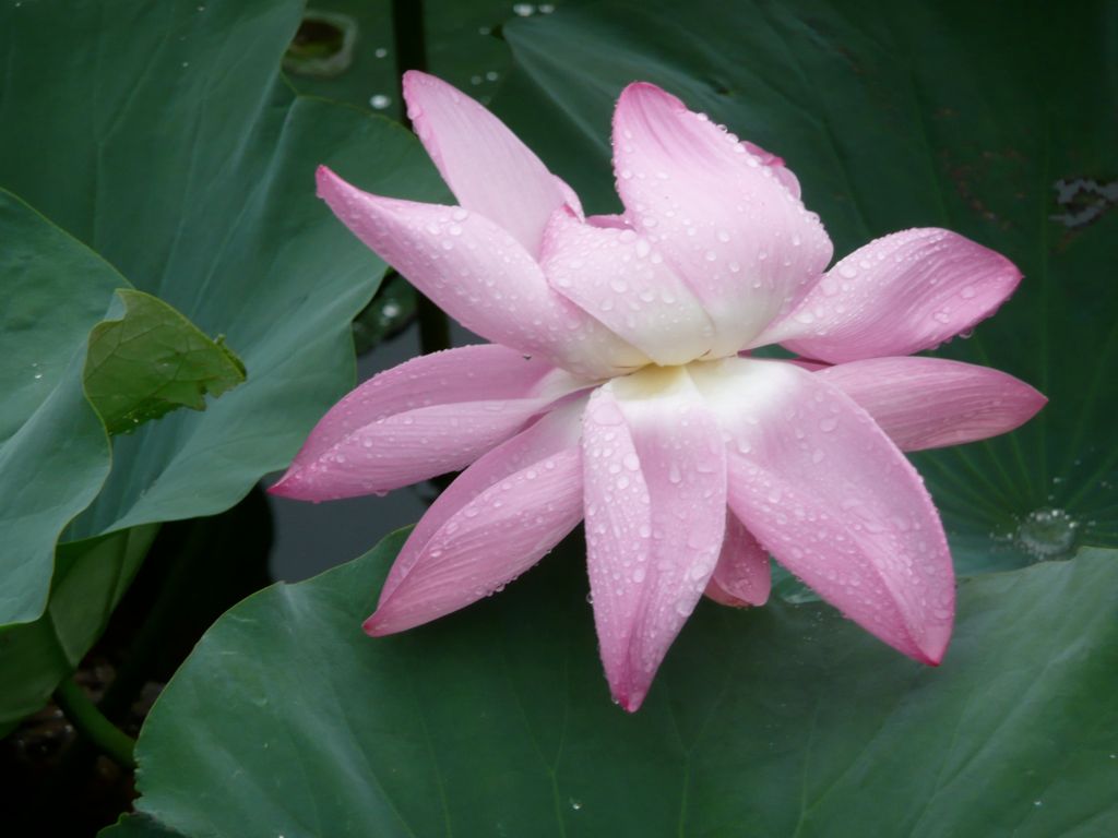 P1150115